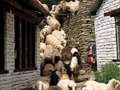 Schafsabtrieb durch Bamboo